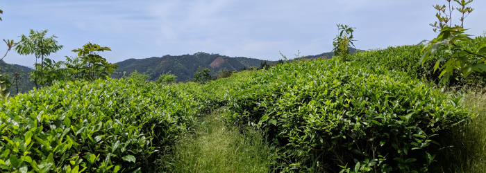 How Tea Grows: Anatomy of a Tea Plant