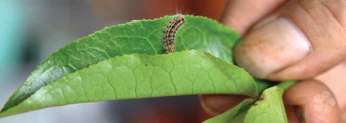 3 Sustainable Approaches to Pest Control