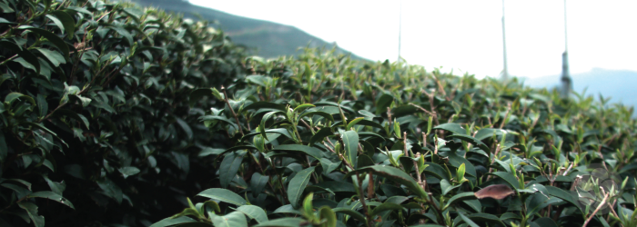 What is First Flush Tea?