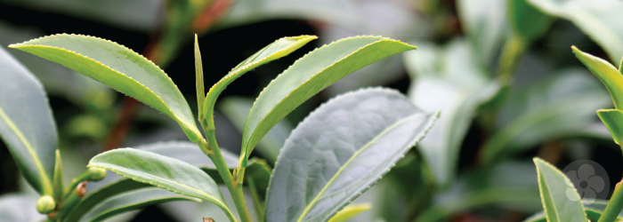 Benefits of Tea: Bottled vs. Freshly Brewed