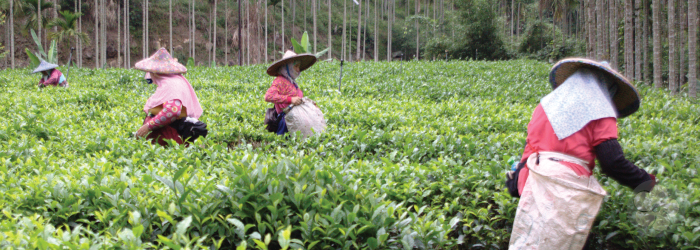 Is Chinese Tea Farming Fair Trade?