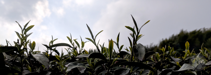 How Does Weather Change Tea Flavor?