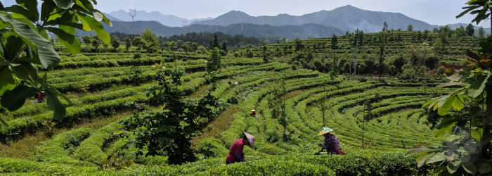 Types of Green Tea: The Importance of Harvest Date