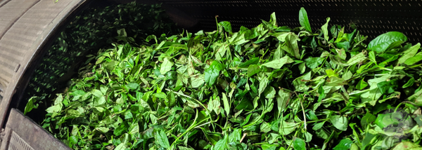 Types of Pu-erh: What is Maocha? – Red Blossom Tea Company