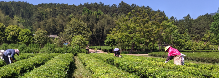 Understanding Tea Identity: 4 Teas Defined by Harvest Date