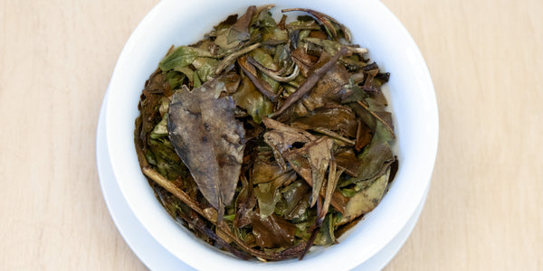 A top-down photo of brewed aged white tea leaves in a gaiwan.